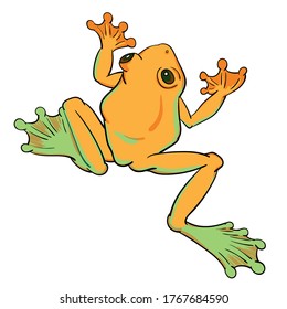 Hand drawn vector of tree frog isolated on white background. Original stock illustration of amphibian.
