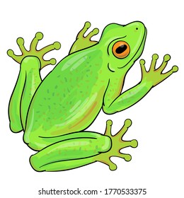 Hand drawn vector of tree frog isolated on white background. Original stock illustration of amphibian.