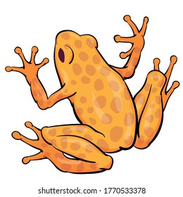 Hand drawn vector of tree frog isolated on white background. Original stock illustration of amphibian.