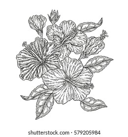 Hand drawn vector tropical flowers. Vintage floral composition, hibiscus flowers and leaves isolated on white background. Illustration engraved