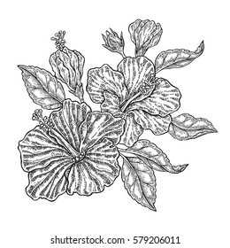 Hand drawn vector tropical flowers. Vintage floral composition, hibiscus flowers and leaves isolated on white background. Illustration engraved