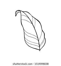 Iconos de hojas tropicales de Vector dibujados a mano. Ilustración de libro para colorear.