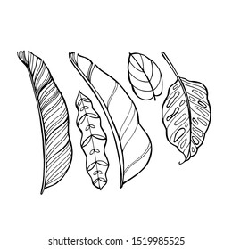 Hand drawn vector tropical leave icons. Coloring book illustration.