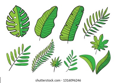 Hand drawn vector tropical leaves, jungle leaves set, split leaf, philodendron leaves, set isolated on white background 