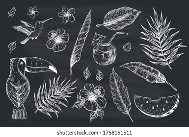 Hand drawn vector tropical summer sketch set with palm tree leaves, toucan, coconut drink, hibiscus and plumeria flowers and juicy watermelon on a blackboard background