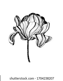 hand drawn vector tulip flower illustration. vintage botanical art. black pen drawing. 