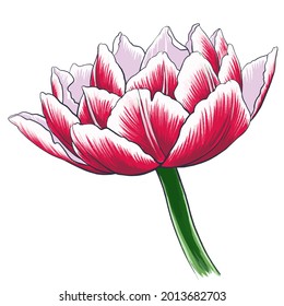 Vector dibujado a mano de tulipán aislado sobre fondo blanco. Ilustración bursátil de la flor exótica. Planta de jardín con pétalos rosados.