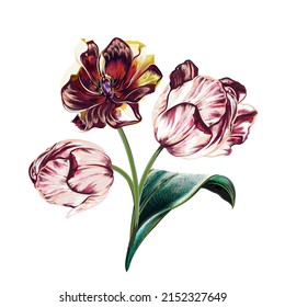 Hand drawn vector tulip in vintage botanical style for design