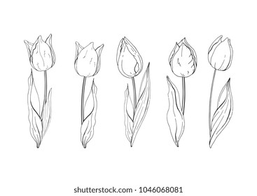 Hand drawn vector tulips set sketch. Flowers isolated on background. Vector