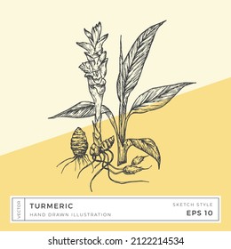 Planta Turmérica Vectora de mano con flores, hojas y raíces Ilustración. Dibujo de comida a base de vegan con fondo colorido. Aislado