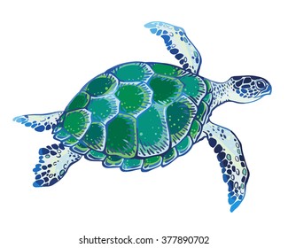 Hand drawn vector turtle