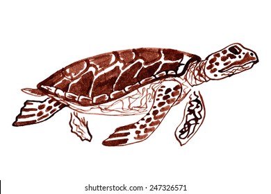 Hand drawn vector turtle / Ink realistic illustration