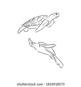 Hand drawn vector turtle, sea turtle vector sketch illustration