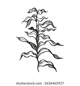 hand drawn vector underwater algae, branches of plant at bottom of sea, ocean, monochrome illustration of aquarium decor, black and white sketch of reef grass, line art for marine picture, store