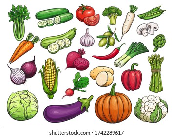 Conjunto de iconos de vegetales vectoriales dibujados a mano. Ilustración de verduras de color para el diseño de productos de granja, etiqueta de mercado tienda vegetariana.