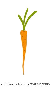 Hand drawn vector of a vibrant carrot with green leaves on a white background vector illustration