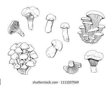 Hand drawn vector vintage illustration. Mushrooms set, edible boletus in retro sketch vector style. Chanterelle. White mushroom. Milk mushroom. Honey agarics. Oyster mushroom. Black, white.