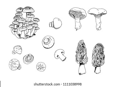 Hand drawn vector vintage illustration. Mushrooms set, edible boletus in retro sketch vector style. Hedgehog mushroom. Champignon. Morel. Shiitake. Shimiji. Black, white.