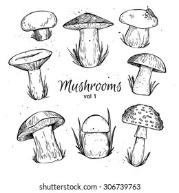 Hand drawn vector vintage illustration - Mushrooms. Vol 1