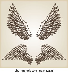 Hand drawn vector vintage illustration - naturalistic spread wings sketch.