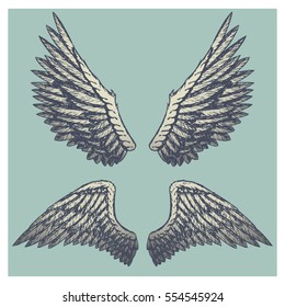 Hand drawn vector vintage illustration - naturalistic spread wings sketch.