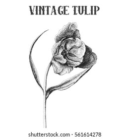 Hand drawn vector vintage tulip, isolated on white background