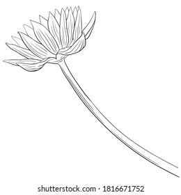 Hand drawn vector of water lily flowers isolated on white background for coloring page. Black and white  stock illustration of blue Egyptian lotus for coloring book.