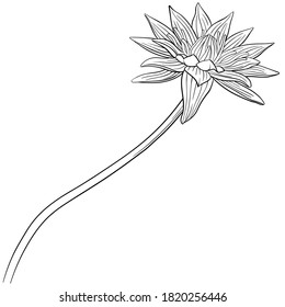 Hand drawn vector of water lily flower isolated on white background for coloring page. Black and white  stock illustration of blue Egyptian lotus for coloring book.