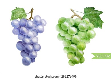 Hand drawn vector watercolor illustration of green and violet grape twigs. Isolated on white