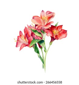 Hand Drawn Vector Watercolor of Red Flowers. Isolated on white background.