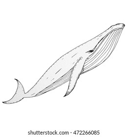Hand drawn vector whale, graphic illustration