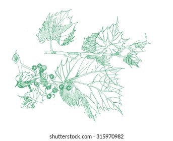 Hand drawn vector wine leaves