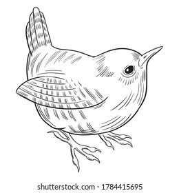 Hand drawn vector of wren isolated on white background for coloring page. Black and white  stock illustration of bird for coloring book.