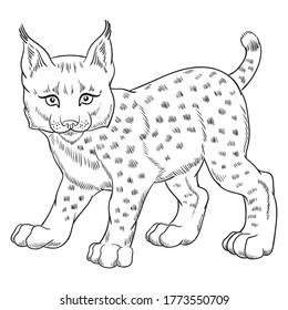 Hand drawn vector of young lynx cub isolated on white background. Black and white stock illustration of young cat for coloring.