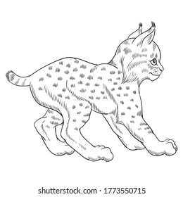 Hand drawn vector of young lynx cub isolated on white background. Black and white stock illustration of young cat for coloring.
