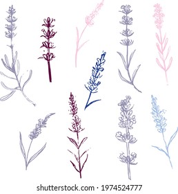 hand drawn and vectorized lavender stems, can be easily filled with any color, isolated