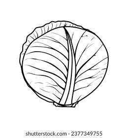 Hand drawn vegetable cabbage. Cabbage vector sketch isolated on white background. Black and white vector illustration. Outline drawing of healthy and eco vegetable. Vector illustration