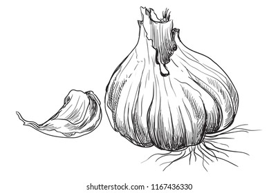 Hand drawn vegetable garlic with slice . Vector monochrome illustration isolated on white background.