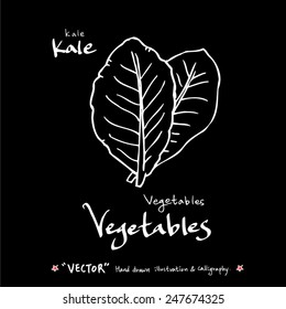 Hand drawn vegetable illustration - vector