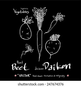 Hand drawn vegetable illustration - vector