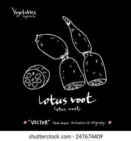 Hand drawn vegetable illustration - vector