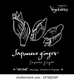 Hand drawn vegetable illustration - vector