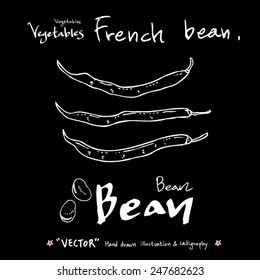 Hand drawn vegetable illustration - vector