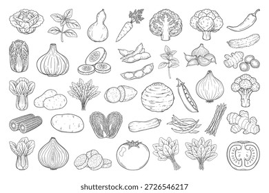 Conjunto de arte de línea de vegetales dibujado a mano, ilustración de vegetales botánicos en blanco y negro
