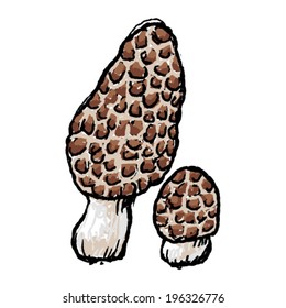 Hand drawn vegetable - morel mushroom.