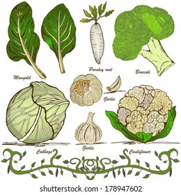 hand drawn vegetable set 1