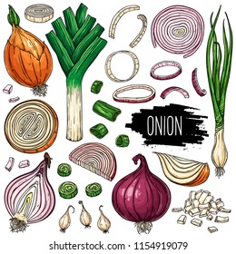 Hand drawn vegetable set of onion, slices, halves, pieces, green onion and leek. Vegetable isolated on white background with label. Vector sketch illustration.