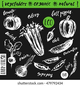 Hand drawn vegetable sketch. Tomato, bell pepper, cucumber, radish, celery, onion, sugar peas.