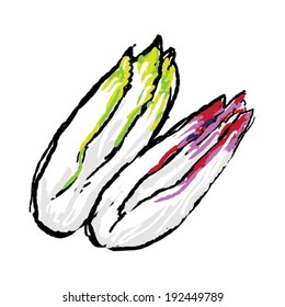 A hand drawn vegetable - white and red witlof/endive.