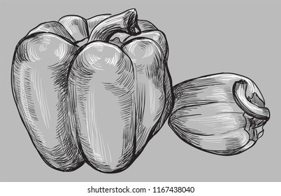 Hand drawn vegetable-pepper. Vector monochrome illustration isolated on grey background.